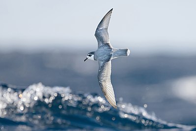 Blue petrel