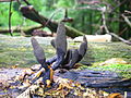 ! Xylaria polymorpha!