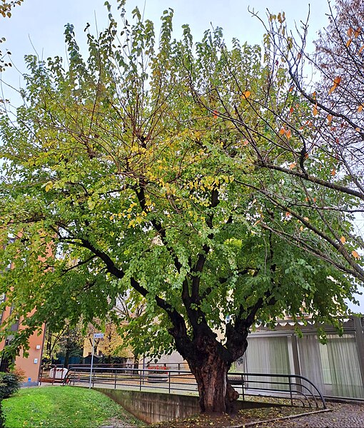 File:Il "moron" secolare di Vedano al Lambro.jpg