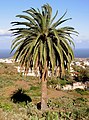 Palmera phoenix canariensis