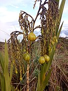 Paramo de paja blanca 36.jpg