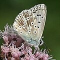 Polyommatus coridon