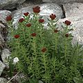 Rhodiola integrifolia