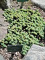 Rhodiola pachyclados