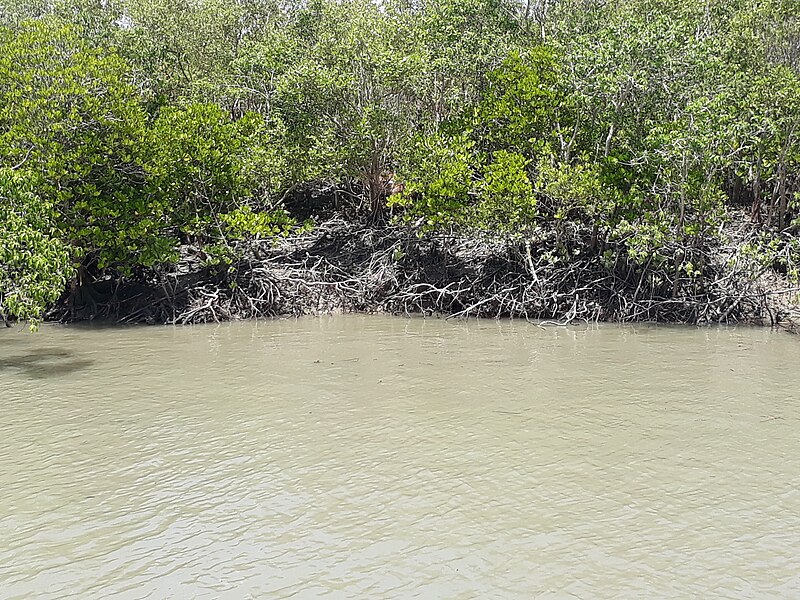 File:Sundarban forest in West Bengal 04.jpg