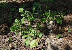 Sala-jürilill Cardamine occulta