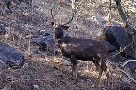 Rusa unicolor