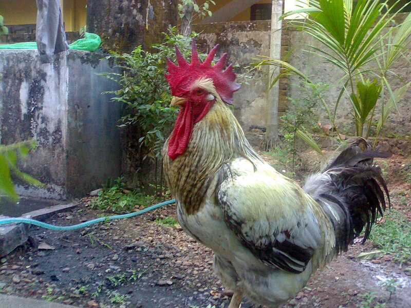 File:The Rooster.jpg