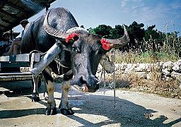 Waterbuffel in Japan