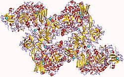 Pullulanase (Klebsiella pneumoniae)