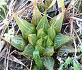 Haworthia mirabilis has sharp-pointed, translucent leaf faces with marginal spines.