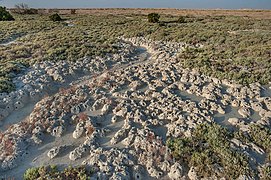 Mud crab burrows in a salt marsh near Al Thakhira