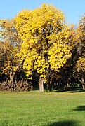 Otoño parque 001.jpg