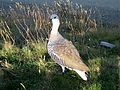 Ouette de Magellan mâle (Chloephaga picta), Magellan Goose male