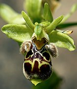 Ophrys attica