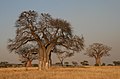 Adansonia digitata (Tarangire National Park, Tanzania)