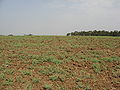 Champ non-cultivé durant la shmita, près de Rosh Ha-Ayin