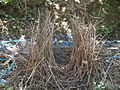 Empty bower of the Satin Bowerbird