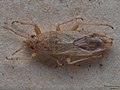 Teracriinae : Cymophyes golodnajana, steppe de Golodnaya (Ouzbékistan), spécimen du Museum de Turku (Finlande).