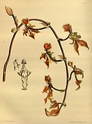 Cyrtochilum trilingue