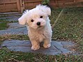 Maltese