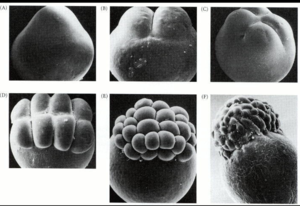 Klievingsstadia bij zebravis. (A) 1-cellig embryo. Bovenop het cytoplasma is het blastodisc-gebied. (B) 2-cellig embryo. (C) 4-cellig embryo. (D) 8-cellig embryo, waarbij twee rijen van vier cellen worden gevormd. (E) 32-cellig embryo. (F) 64-cellig embryo.