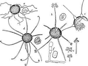 Erysiphe necator: d = cleistothecium met sporenzakje, f = conidiofoor met conidiospore