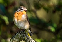 Ficedula parva, Beachy Head, East Sussex, UK 1.jpg