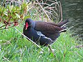 Gallinule poule-d'eau vue au Plessis-Robinson, Île-de-France (France).