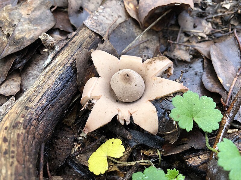 File:Geastrum triplex 81933362.jpg