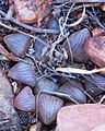 Haworthia bayeri has dark leaves with slightly rounded leaf tips.