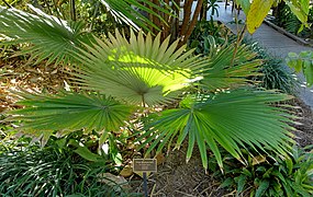 Kerriodoxa elegans, de la tribu des Chuniophoeniceae.