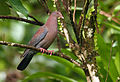 Red-billed pigeon