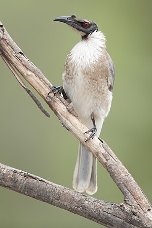 Noisy friarbird