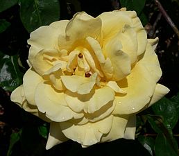 'Town Crier', Byrum 1958 'Peace' × 'Yellow Perfection'