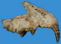 June 12: A 12 million-year old upper jaw of the Sthenictis campestris, a member of the weasel family