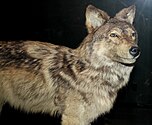 Een opgezette Newfoundlandwolf in het museum