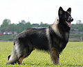 Shiloh Shepherd Dog