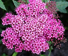 Spiraea japonica ফুল।