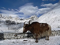 Yak domestique au Népal.