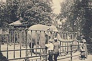 Asiatischer Elefant im Zoologischen Garten Hamburg um 1900