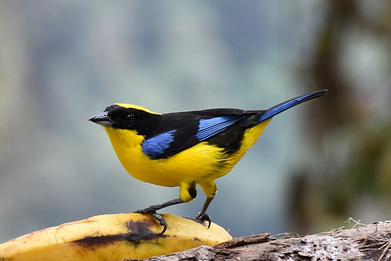 Blue-winged Mountain Tanager in Ecuador