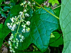 Kanadankilpikierto (Menispermum canadense)