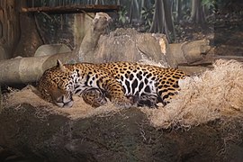 Milwaukee County Zoo August 2022 063 (jaguar).jpg