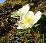 Mountain avens