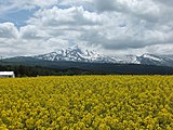 鳥海山と菜の花畑（由利本荘市）