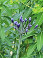 * Nomination: Flower buds of a deciduous Agapanthus after rain.-- Famberhorst 05:18, 7 August 2013 (UTC) * * Review needed