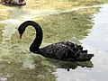 Akron Zoo Swan 2006