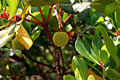 Arbutus unedo—