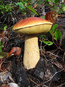 летен вргањ (Boletus edulis)